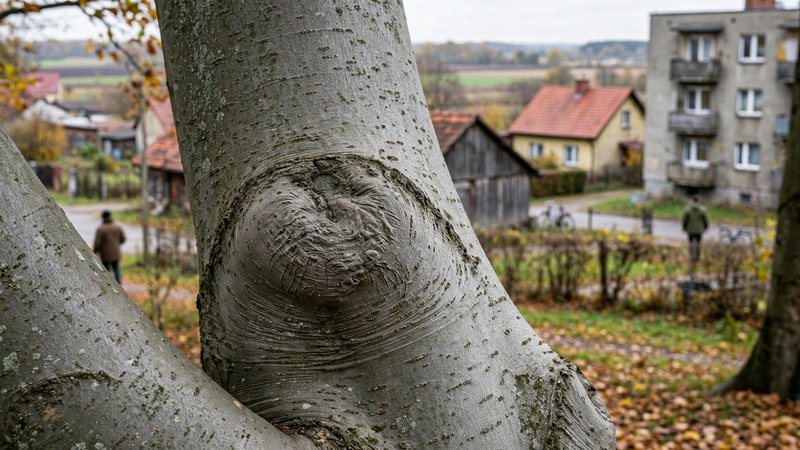Gładka szara kora buka z widocznym zgrubieniem po starym cięciu