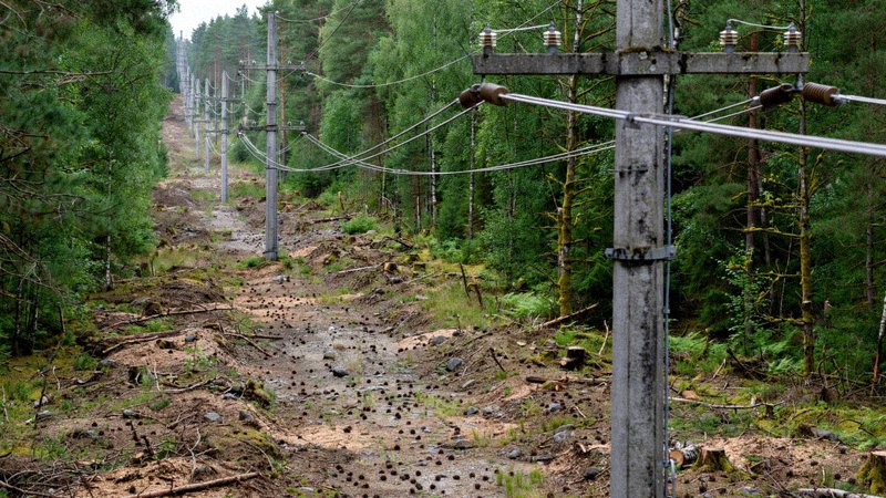 Drzewo z gałęziami blisko linii energetycznej średniego napięcia — zdjęcie 2