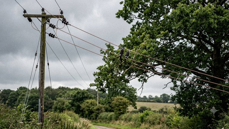 Drzewo z gałęziami blisko linii energetycznej średniego napięcia