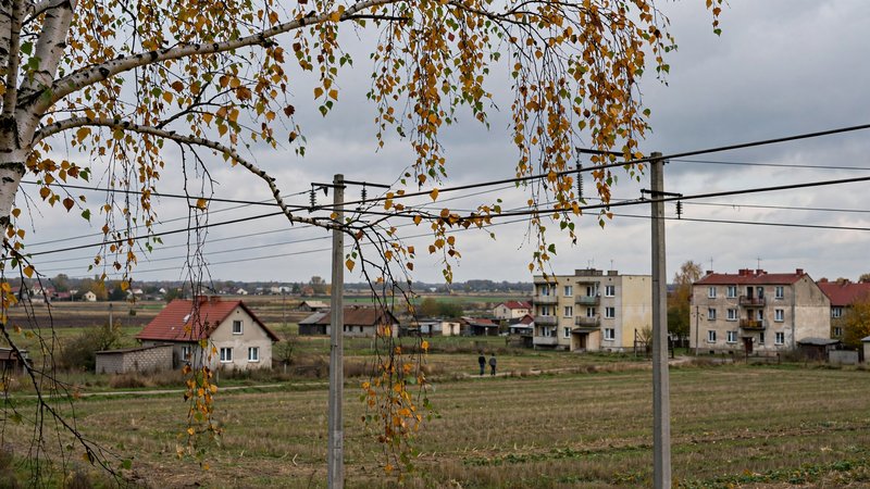 Gałęzie brzozy przy przewodach linii średniego napięcia nad polem
