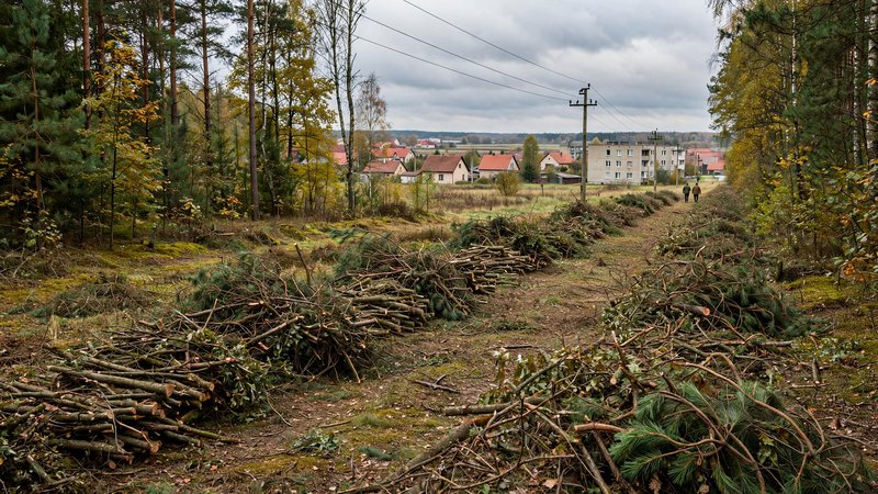 Pas pod linią średniego napięcia w lesie po przycięciu drzew