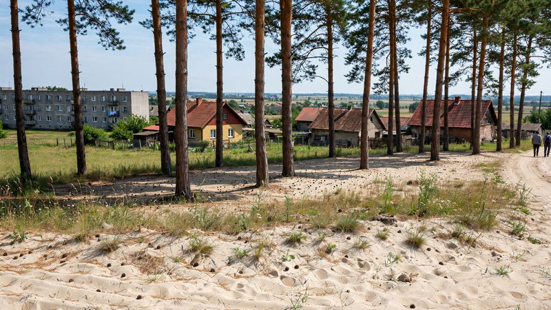 Rzędy sosen na skraju działki przy polnej drodze