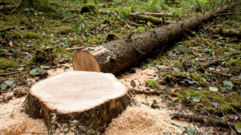 Schemat pokazujący kiedy i jak wycinać drzewa — kalendarz arborysty — zdjęcie 3