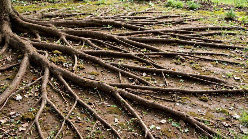 Gruby korzeń drzewa unoszący i pękający betonowy chodnik przy budynku — zdjęcie 1
