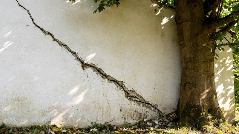 Gruby korzeń drzewa unoszący i pękający betonowy chodnik przy budynku — zdjęcie 2
