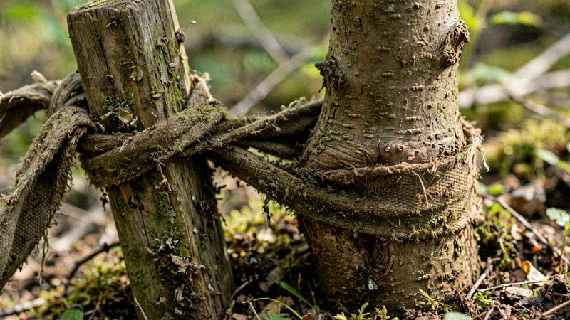 Młode drzewo przy paliku z misą ściółki z kory wokół pnia — zdjęcie 3