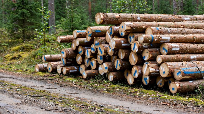 Ocechowany stos drewna ułożony przy drodze wywozowej w lesie