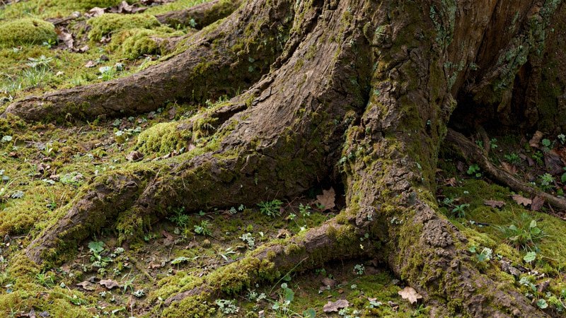 Podstawa pnia i nabiegi korzeniowe oglądane podczas przeglądu drzewa