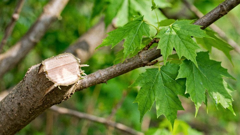Arborysta wykonujący redukcję korony wysokiego drzewa liściastego — zdjęcie 1