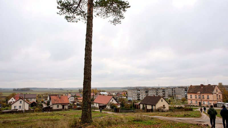 Wysoki, bezgałęzisty pień sosny z koroną dopiero u góry