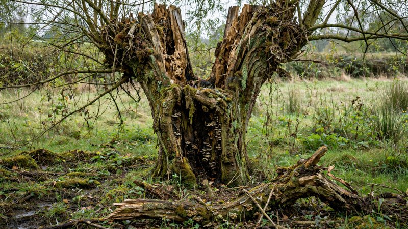 Szpaler starych wierzb głowiastych z charakterystycznymi zgrubieniami na pniach — zdjęcie 3