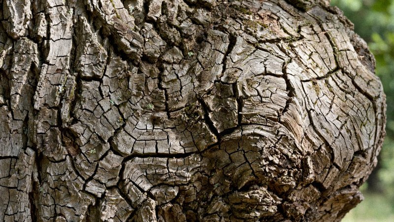 Potężny stary dąb z rozłożystą koroną rozważany do wycinki — zdjęcie 1
