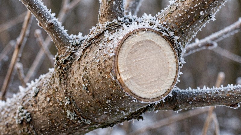 Wycinka bezlistnego drzewa zimą na tle ośnieżonego ogrodu — zdjęcie 3