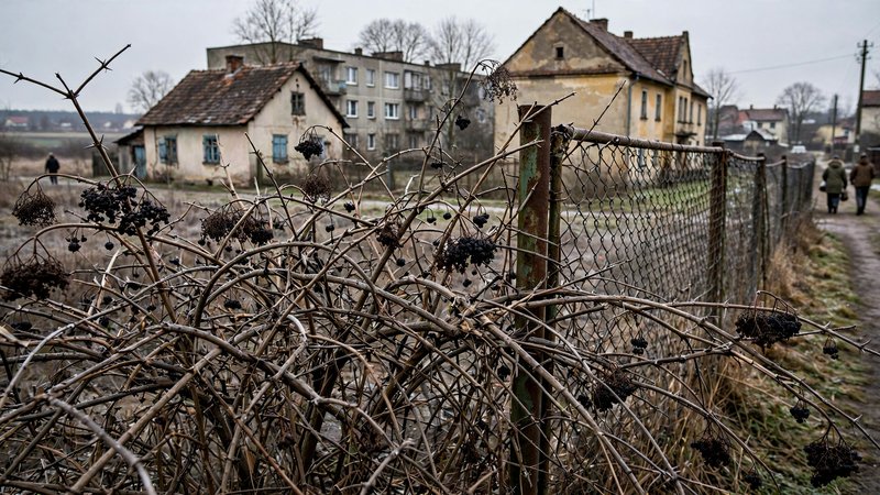 Gęsty, splątany zarośl bzu czarnego i tarniny przy ogrodzeniu