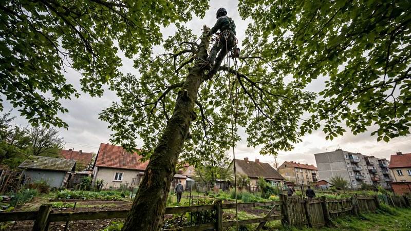 Arborysta przerzedza koronę wysokiego drzewa na granicy działek