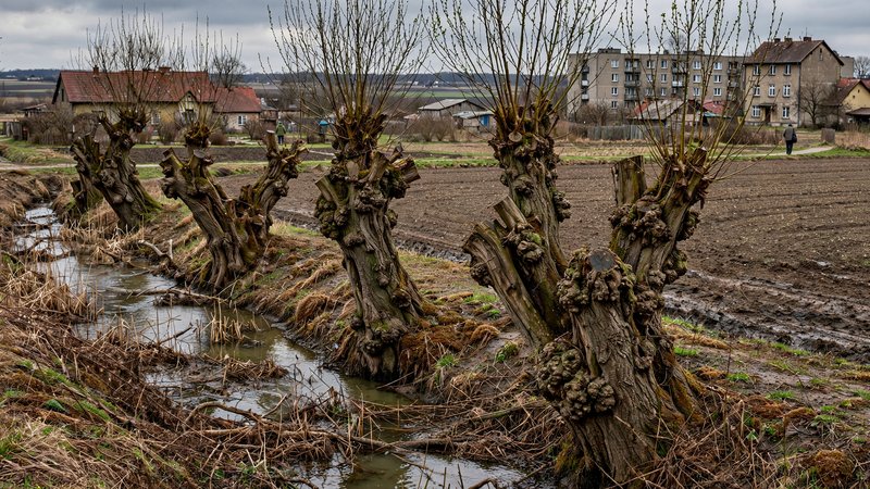 Stare ogłowione wierzby rosnące wzdłuż rowu melioracyjnego
