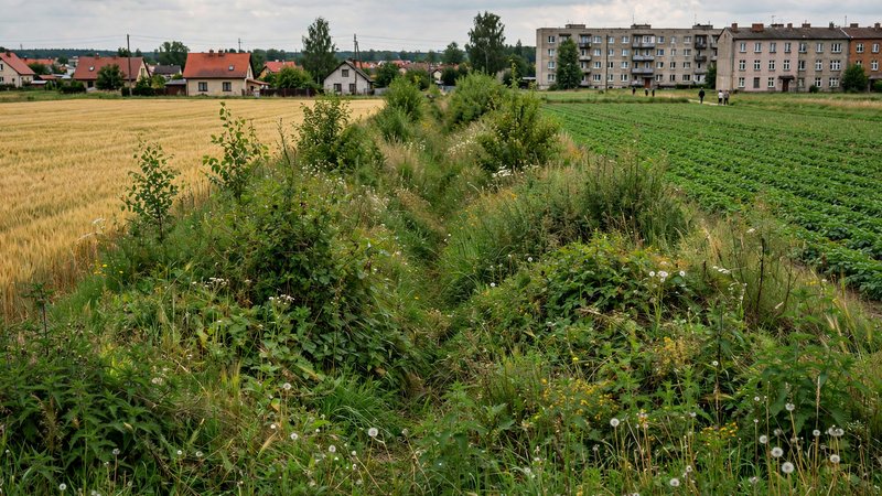 Pas samosiejek na miedzy między dwoma polami