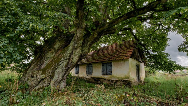 Duża lipa przy starym domu, pod nią zarośnięty ogród