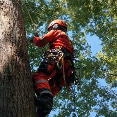 Wycinka alpinistyczna Łódź — sekcyjne cięcie