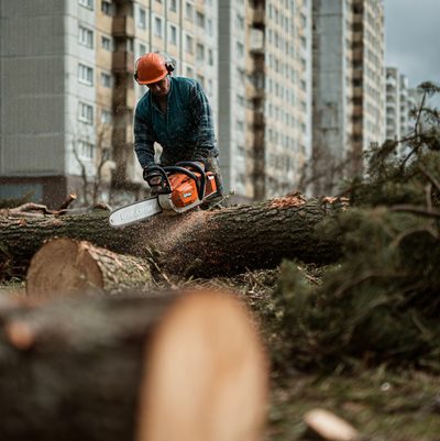 Usunięte drzewo — teren po wycince Łask