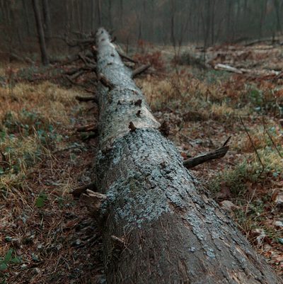 Usunięte drzewo — teren po wycince Przedbórz
