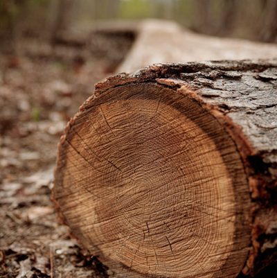 Wycinka metodą alpinistyczną — Łęczyca
