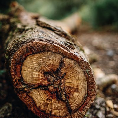 Cięcie sekcyjne na linach przy budynku — Łęczyca