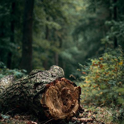 Kłody drewna ułożone do wywozu — Łódź