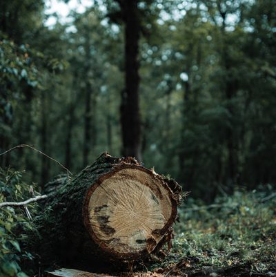 Ekipa arborystyczna przy usuwaniu drzew — Poddębice