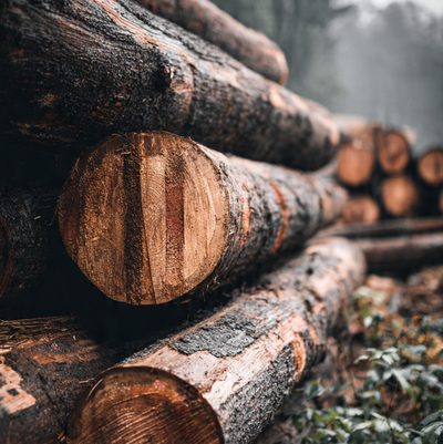 Zrębki z gałęzi drzew — ściółka ogrodowa Głowno