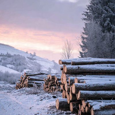 Cięcie konarów drzewa — arborystyka Łódź