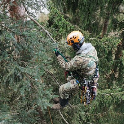 Formowanie korony drzewa — przycinanie Łódź