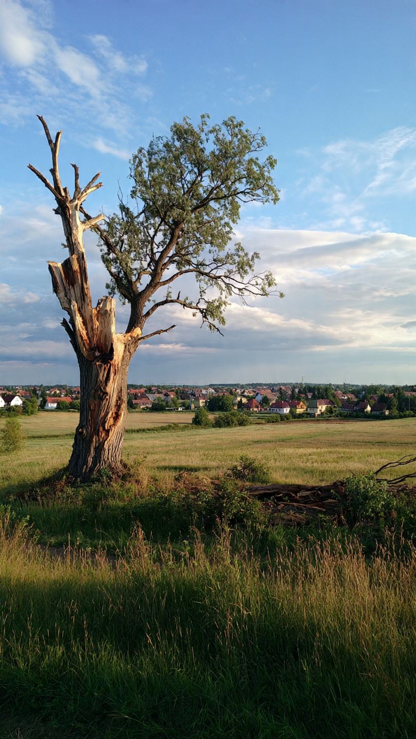 Drzewo z próchnicą i widocznymi uszkodzeniami pnia w polskim lesie