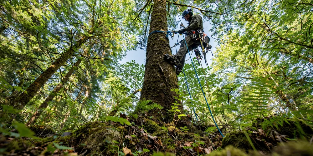 Wycinka alpinistyczna Łowicz — arborysta pracujący na linach w koronie