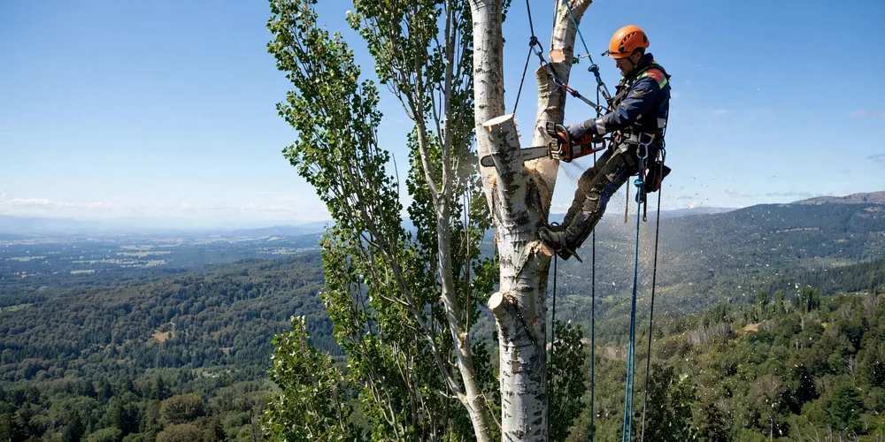 Wycinka alpinistyczna Piotrków Trybunalski — arborysta pracujący na linach w koronie
